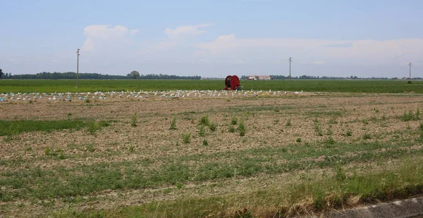 Feld in der italienischen Padana-Ebene mit vielen Plastiktüten — Stockfoto