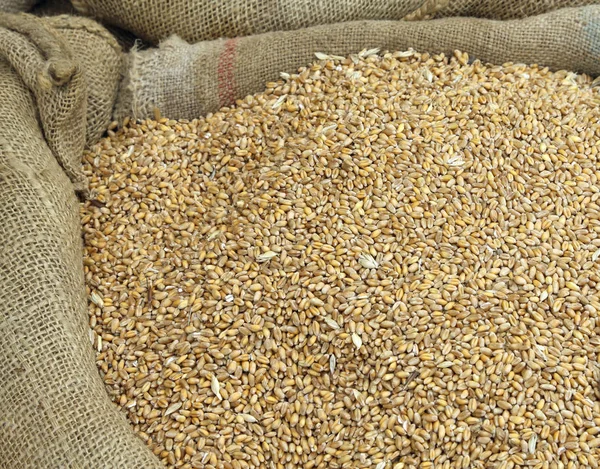 Background of wheat seeds in a sack of jute after harvest — Stock Photo, Image