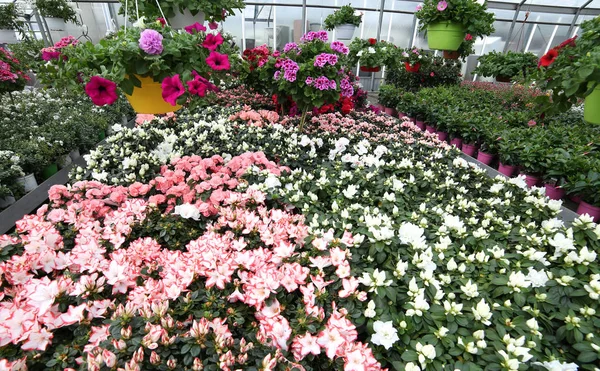 Grande serre avec de belles fleurs et plantes à vendre en t — Photo