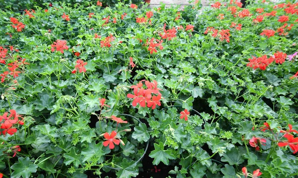 Röda pelargoner säljes i växthus på våren — Stockfoto