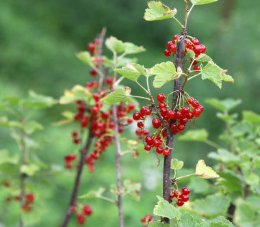 Yaz aylarında yeşil bitki kırmızı ribes meyvelerini