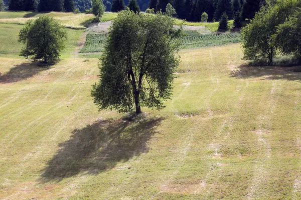 Wiśniowe drzewo na środku łąki — Zdjęcie stockowe