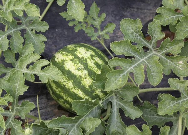 Groene watermeloen in de moestuin van een boer in de Medi — Stockfoto