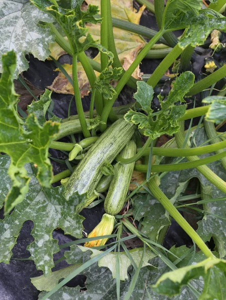 Zielona cukinia w ogrodzie warzyw uprawianych z biologica — Zdjęcie stockowe