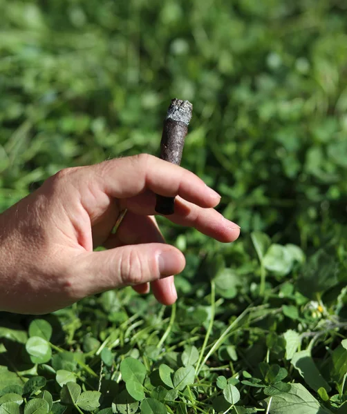 Main d'un homme avec le cigare allumé et fond de pelouse — Photo