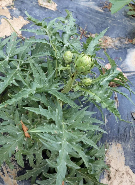 Green artichokes in the big vegetable garden in the summer — Stock Photo, Image