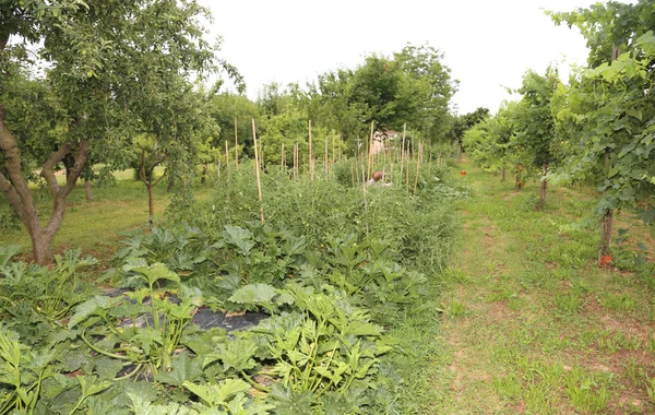 Huerta con el cultivo de verduras y frutas pl — Foto de Stock