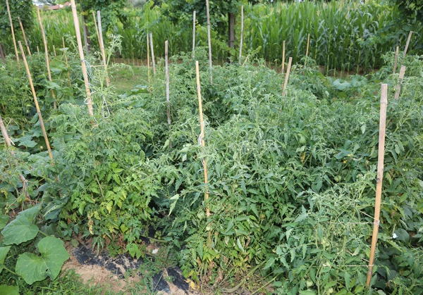 Vegetabiliska trädgård med odling av grönsaker och frukt pl — Stockfoto