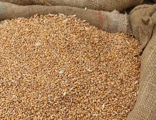 Sementes de trigo em um saco de juta após a colheita — Fotografia de Stock