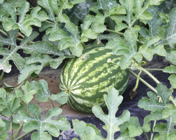 Watermeloen in de tuin van een boer in de mediterrane countr — Stockfoto