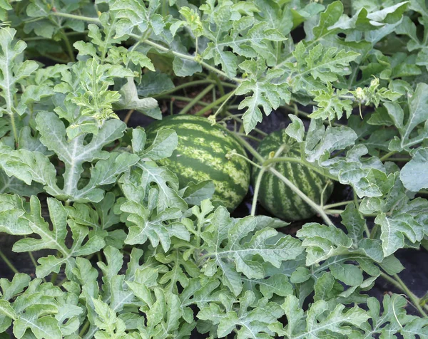 Watermeloen in de tuin van een boer in de mediterrane countr — Stockfoto