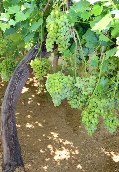 Белый спелый виноград на рядах виноградных лоз в сельской местности — стоковое фото