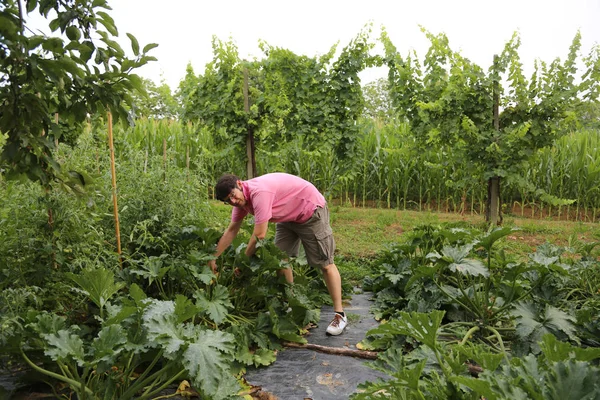 収穫時に野菜の庭で若い農夫 — ストック写真