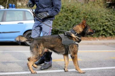 Patlayıcıları sırasında tanımlamak için polis köpek köpek birimi 