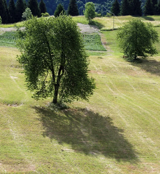 Duże wiśniowe drzewo na środku łąki — Zdjęcie stockowe