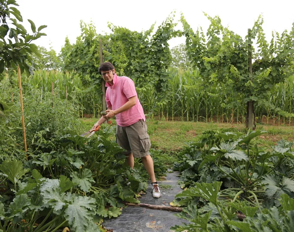Agriculteur avec t-shirt rose dans le potager pendant la récolte — Photo