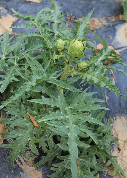 Carciofi verdi nel grande orto in estate — Foto Stock