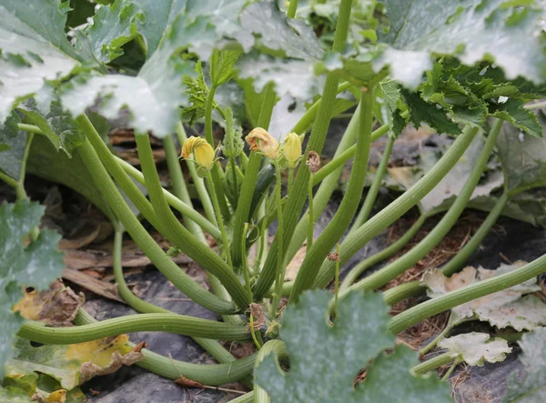 Verse groene courgette in de moestuin geteeld zonder — Stockfoto