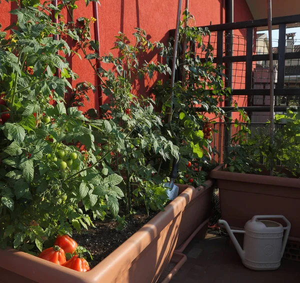 Cultivo de tomates en los jarrones de un jardín urbano — Foto de Stock