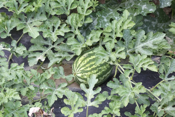 Watermeloen in de moestuin van een boer — Stockfoto