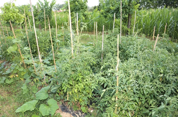 Sebze Bahçe sebze ekimi ile ve pl meyve — Stok fotoğraf