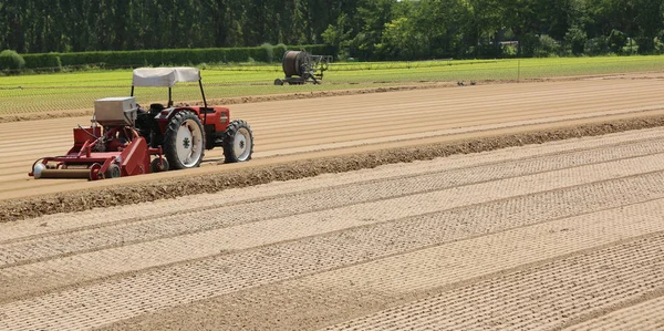 Field cultivated with lettuce and tractor during sowing of littl — Stock Photo, Image