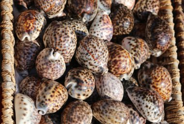 sepetleri Hediyelik eşya sho satışa içinde tropikal ve egzotik kabuklar