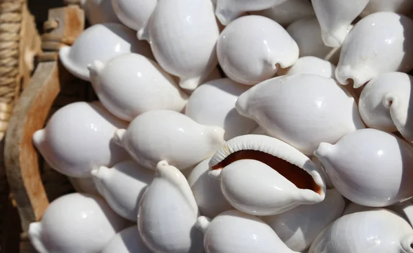 Hintergrund von Muscheln in Körben zum Verkauf in einem Souvenirladen — Stockfoto