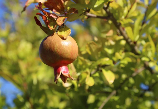 Pomegranate almost ripe in the plant in the summer — Stock Photo, Image