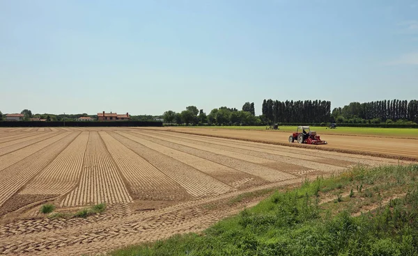 Campo cultivado com alface e trator durante a sementeira de ninhada — Fotografia de Stock