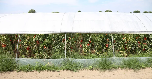 大きな温室、Mediterr の赤いトマトの栽培 — ストック写真