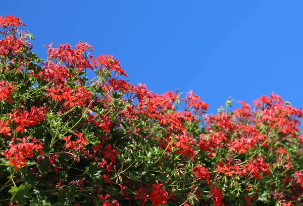 Many flowers of geraniums — Stock Photo, Image