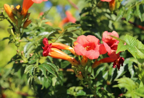 Flores de romã vermelha no verão — Fotografia de Stock