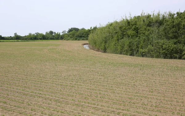 İtalya'da düz Padana ekili alan