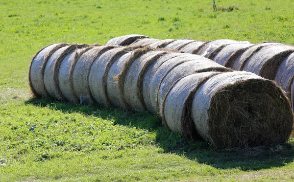 Bales of hay rolled on the freshly harvested field — Stock Photo, Image