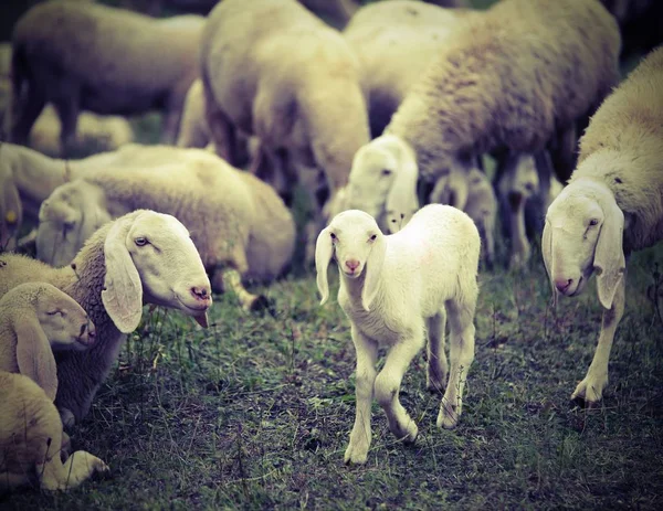 Cordero joven en medio de la numerosa bandada de ovejas pastando — Foto de Stock