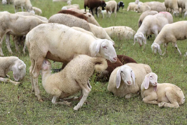 Mãe ovelhas alimentando seu cordeiro no rebanho de ovelhas brancas — Fotografia de Stock