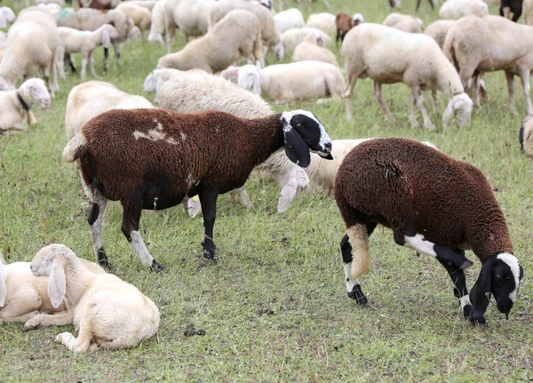 Dvě ovce na pastvě a jedna je těhotná s velkým břichem — Stock fotografie