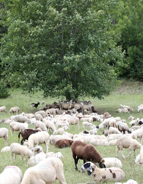 Pecore con agnelli e pelli di capra nel prato — Foto Stock