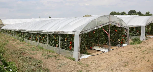 Ampia serra per la coltivazione di pomodori rossi in estate — Foto Stock