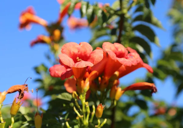 Red pomegranate flowers in summer — Stock Photo, Image