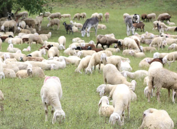 Vita får med lamm som betar i bergen ängen — Stockfoto