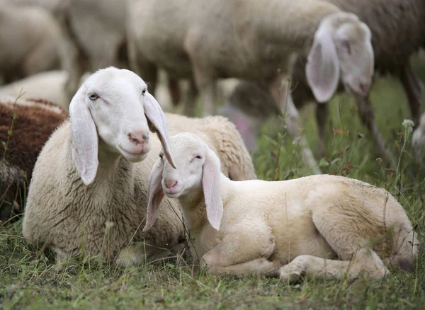 Lamb with his mother in the middle of the flock — Stock Photo, Image