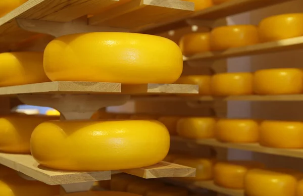 Typical cheeses from Holland for sale in the Shop — Stock Photo, Image