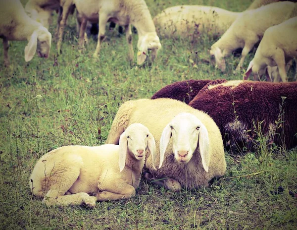 羔羊与她的母亲在中间的羊群与老式的。 — 图库照片