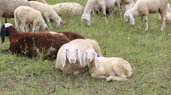 Lamb with her mother in the middle of the flock — Stock Photo, Image