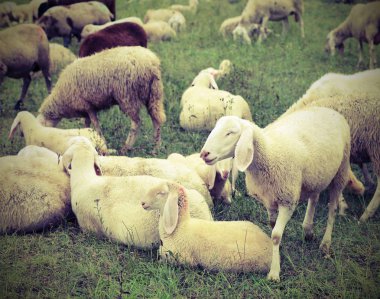 birçok koyun otlatma dağlarda ile akın