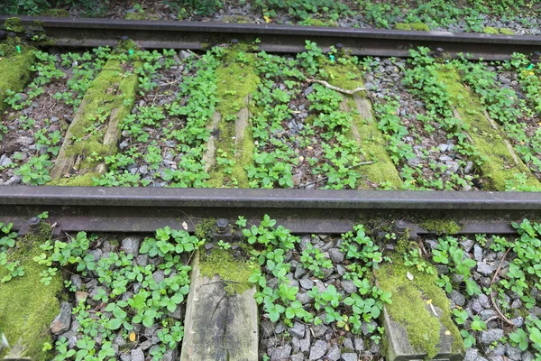 Schienen eines stillgelegten Gleises für Züge im Wald — Stockfoto