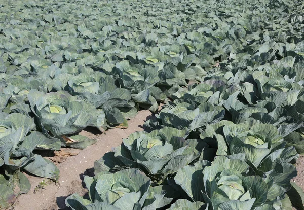Olgun çok kumlu s ile çok verimli bir alan içinde yeşil lahana