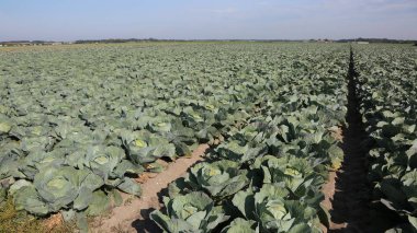 Yaz aylarında kumlu toprak ile geniş bir alanda lahana